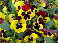 Виола Виттрока