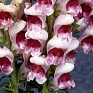 Львиный зев (Антирринум) большой (Antirrhinum majus)