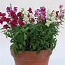 Львиный зев (Антирринум) большой (Antirrhinum majus)