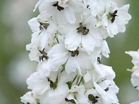 Дельфиниум гибридный (Benary's Pacific)