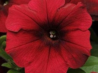 Петуния ампельная гибридная (Easy Wave F1)