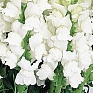 Львиный зев (Антирринум) большой (Antirrhinum majus)