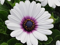 Остеоспермум Эклона