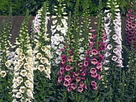 Наперстянка пурпурная (Camelot F1)