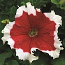 Петуния крупноцветковая (Petunia grandiflora)