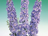 Дельфиниум высокий (Aurora F1)