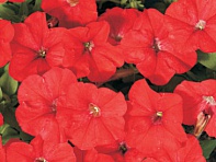 Петуния мелкоцветковая (Karlik F1)