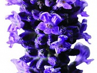 Лаванда узколистная (Scent Blue)