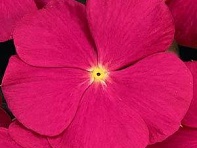 Катарантус розовый (Titan F1)