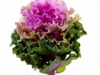 Декоративная капуста (Empire F1)