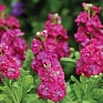 Левкой седой (Matthiola incana)