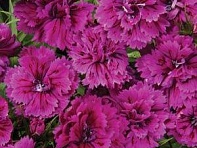 Гвоздика турецкая (Dynasty F1)