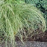 Осока власовидная (Carex comans)