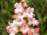 Пенстемон Хартвига (Arabesque)