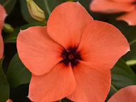 Катарантус розовый (Tattoo)