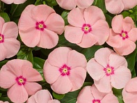 Катарантус розовый (Heatwave)