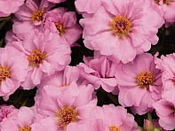 Портулак крупноцветковый (Sundial F1) Портулак крупноцветковый (Sundial F1)