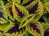 Колеус гибридный (Kong Jr.)