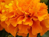 Бархатцы триплоидные (Zenith F1)