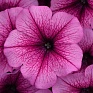 Петуния ампельная гибридная (Petunia х hybrida)