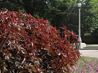 Гибискус кислый (Mahogany Splendor)