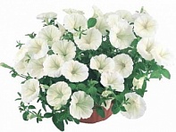 Петуния ампельная гибридная (Nivola F1)