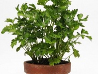 Петрушка кудрявая (Parsley)