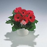 Гербера Джемсона (Gerbera jamesonii)
