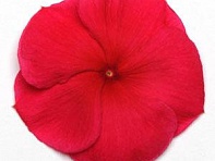 Катарантус розовый (Pacifica XP)