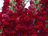 Львиный зев (Антирринум) большой (Overture F1)