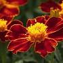 Бархатцы отклоненные (Tagetes patula)