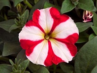 Петуния многоцветковая (Hurrah F1)