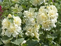 Мальва (Штокроза) розовая (Spring Celebrities)