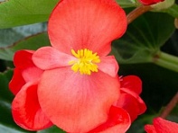 Бегония гибридная (зеленая листва) (Bionic F1)