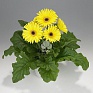 Гербера Джемсона (Gerbera jamesonii)