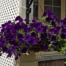 Петуния ампельная гибридная (Petunia х hybrida)