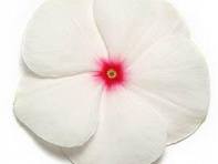 Катарантус розовый (Pacifica XP)