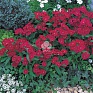 Гвоздика китайская х турецкая (Dianthus chinensis x barbatus)