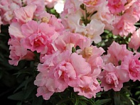 Львиный зев (Антирринум) махровый (Twinny F1)