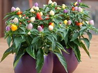 Перец летний (Harlequin)