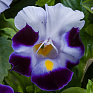 Торения Фурнье (Torenia fournieri)