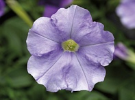 Петуния ампельная гибридная