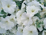 Петуния многоцветковая (Horizon F1)