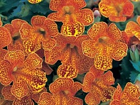 Губастик гибридный (Magic F1)