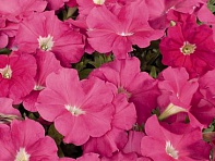 Петуния многоцветковая (Celebrity F1)