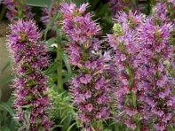 Синяк приятный (Eclat)