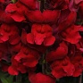 Львиный зев (Антирринум) большой (Antirrhinum majus)