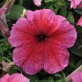 Петуния крупноцветковая (Petunia grandiflora)