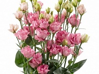 Лизиантус (Эустома) крупноцветковый (Minilisi F1)