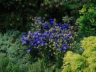 Дельфиниум крупноцветковый (Delfix)